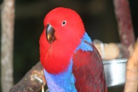 parrot with red and blue feathers