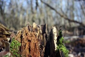 rotten tree root in moss