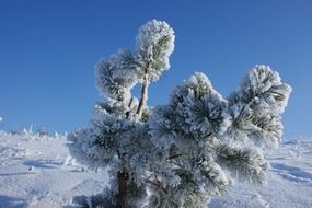 winter landscape with a snow covered tree