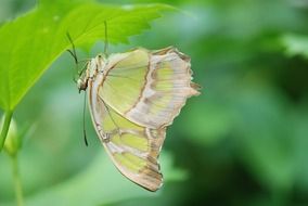 camouflaged greeb butterfly