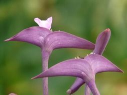 very beautiful mexican flowers