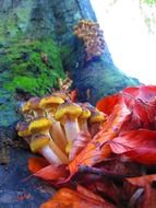 Mushrooms and moss on the tree