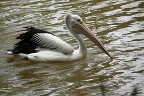 Pelican on the water in a natural environment