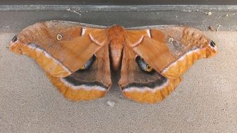 Picture of the brown wild moth