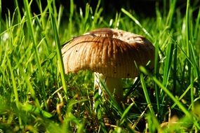 poisonous mushroom in the green grass