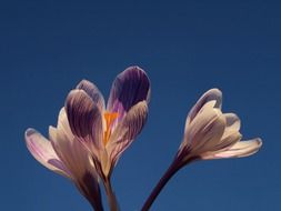 delicate crocus flowers