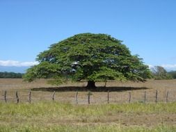 green tree with a large crown