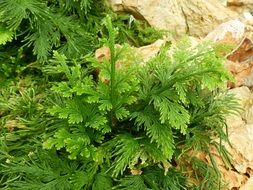 fern on the rock