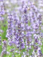 Field of narrow leaf lavender