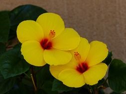 two yellow hibiscus