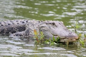 crocodile with a plant in the mouth in water