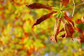 very beautiful autumn leaves