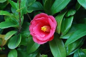 Pink camellia in early spring