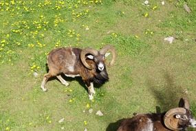 Capricorns in the natural park in summer