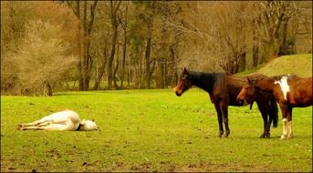 the white horse lies are brown