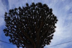 A huge dragon tree close up