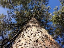 bottom view of a huge pine