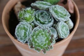 green cactus in pot