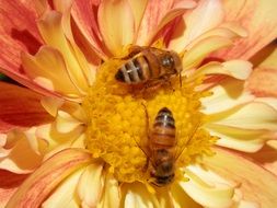two bees collect pollen macro photo