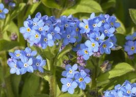 seasonal blue forget-me-not in the spring garden