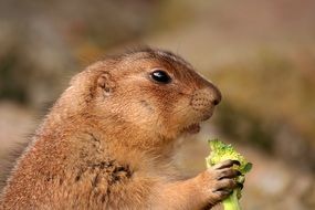 prairie dog eating broccoli on a blurred background
