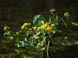 yellow marsh plant