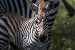 zebras in a national park in kenya