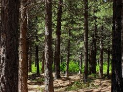 green clearing behind forest trees