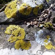 rock lichen