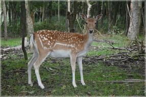 A young deer among the forest