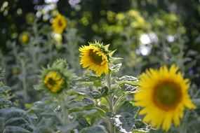 cultivation of sunflowers in agriculture