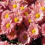 blooming pink daisies