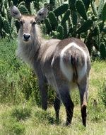 waterbuck in national park, south africa