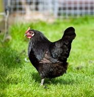 Black chicken is standing on the grass