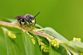 wasp closeup