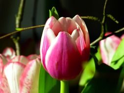 Tender pink tulip