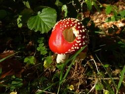 poisonous mushroom as a decoration of the forest