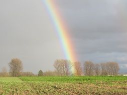 rainbow trees