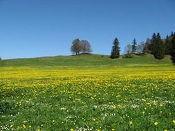 splendiferous meadow