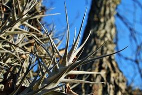 epiphyte on a tree trunk close up