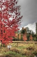 mail box near a tree with red leaves