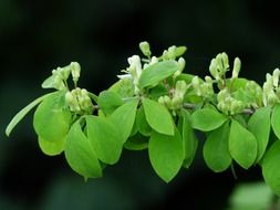 honeysuckle flower buds