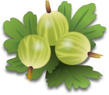 Drawing of green gooseberries with leaves