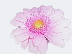 pink gerbera on a white background