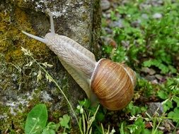 Snail on the stones in the garden