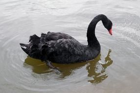 Black Majestic Swan on the Pond