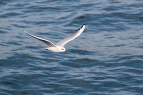 water bird seagull fly birds