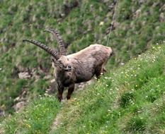 switzerland mountain goat