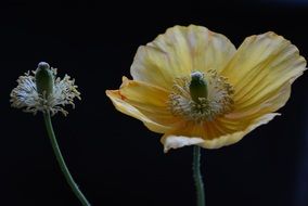 isolated yellow poppy flower