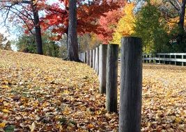 autumn in the park in the city of appleton